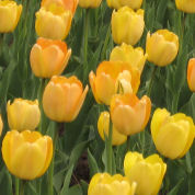 Tulipán Darwin 'Golden Apeldoorn'